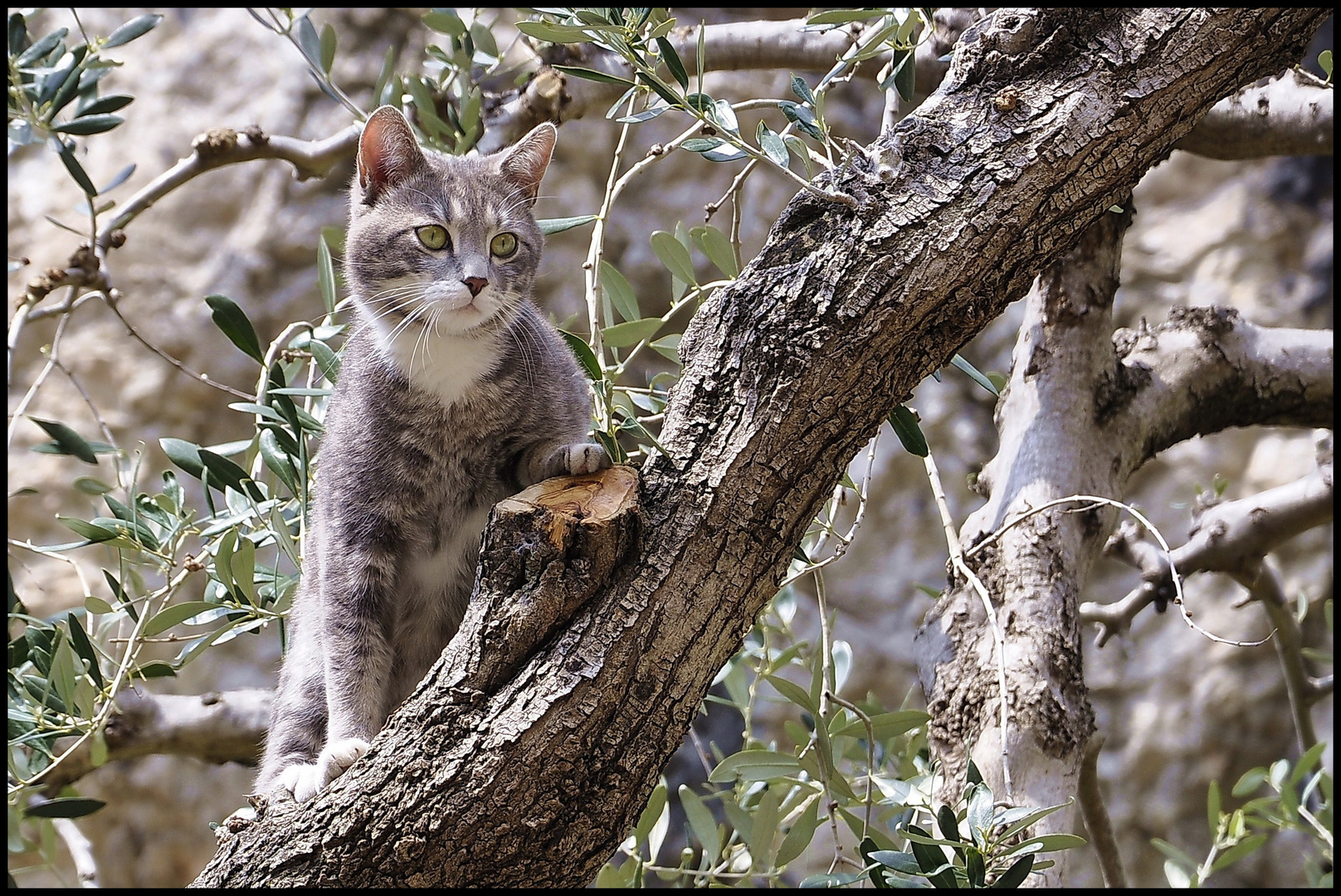 Freiheit genießende Katze am Gardasee