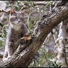 Freiheit genießende Katze am Gardasee