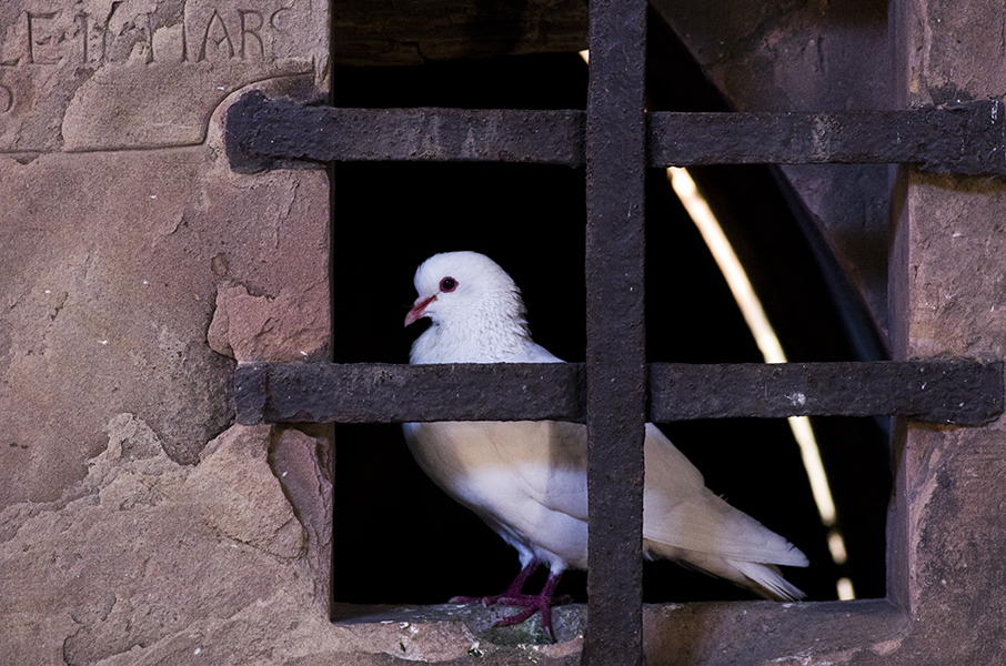 Freiheit hinter Gittern