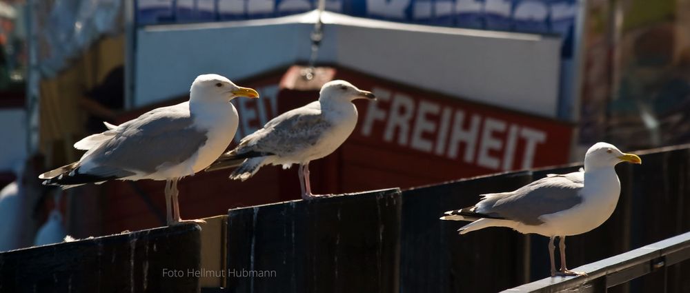 FREIHEIT IST UNSCHARF