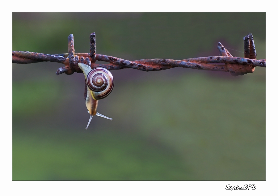 Freiheit PUR....Schnecke auf Abwegen....