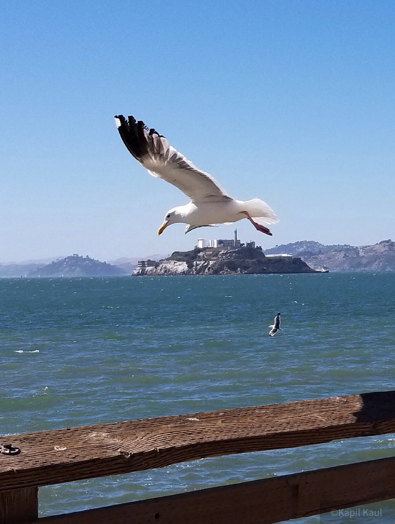 Freiheit über Alcatraz, San Fransisco