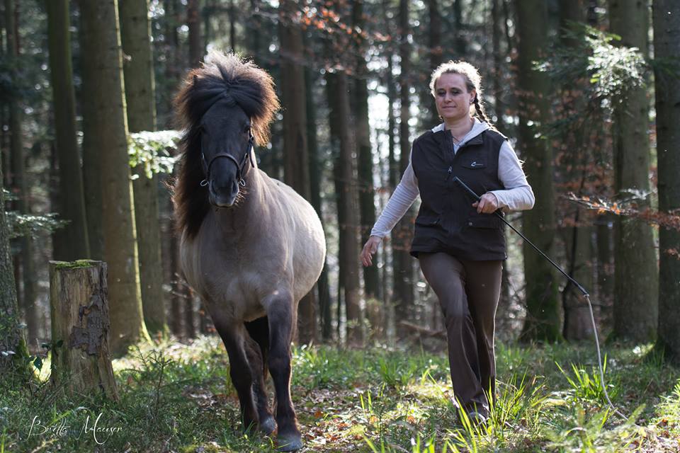 Freiheitsdressur im Wald