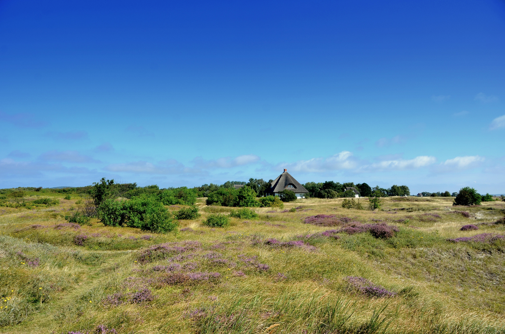 Freiheitsgefühl in der Heide