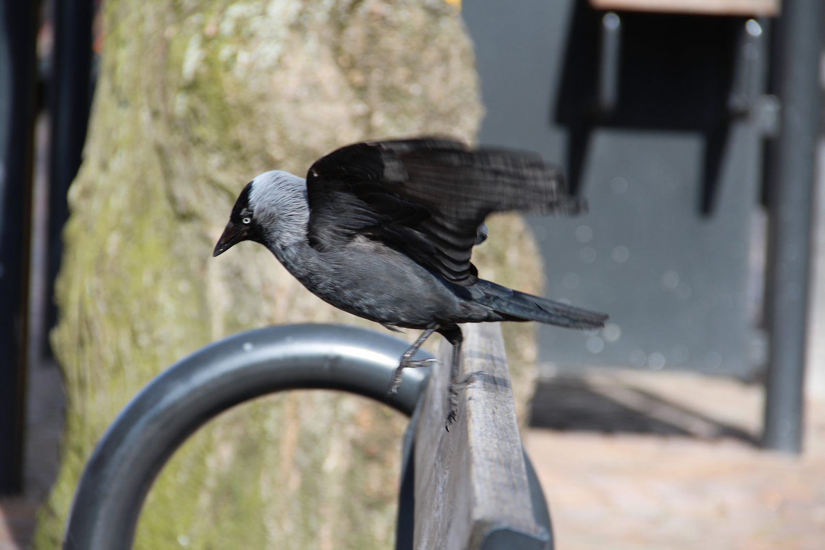 FREIHER VOGEL