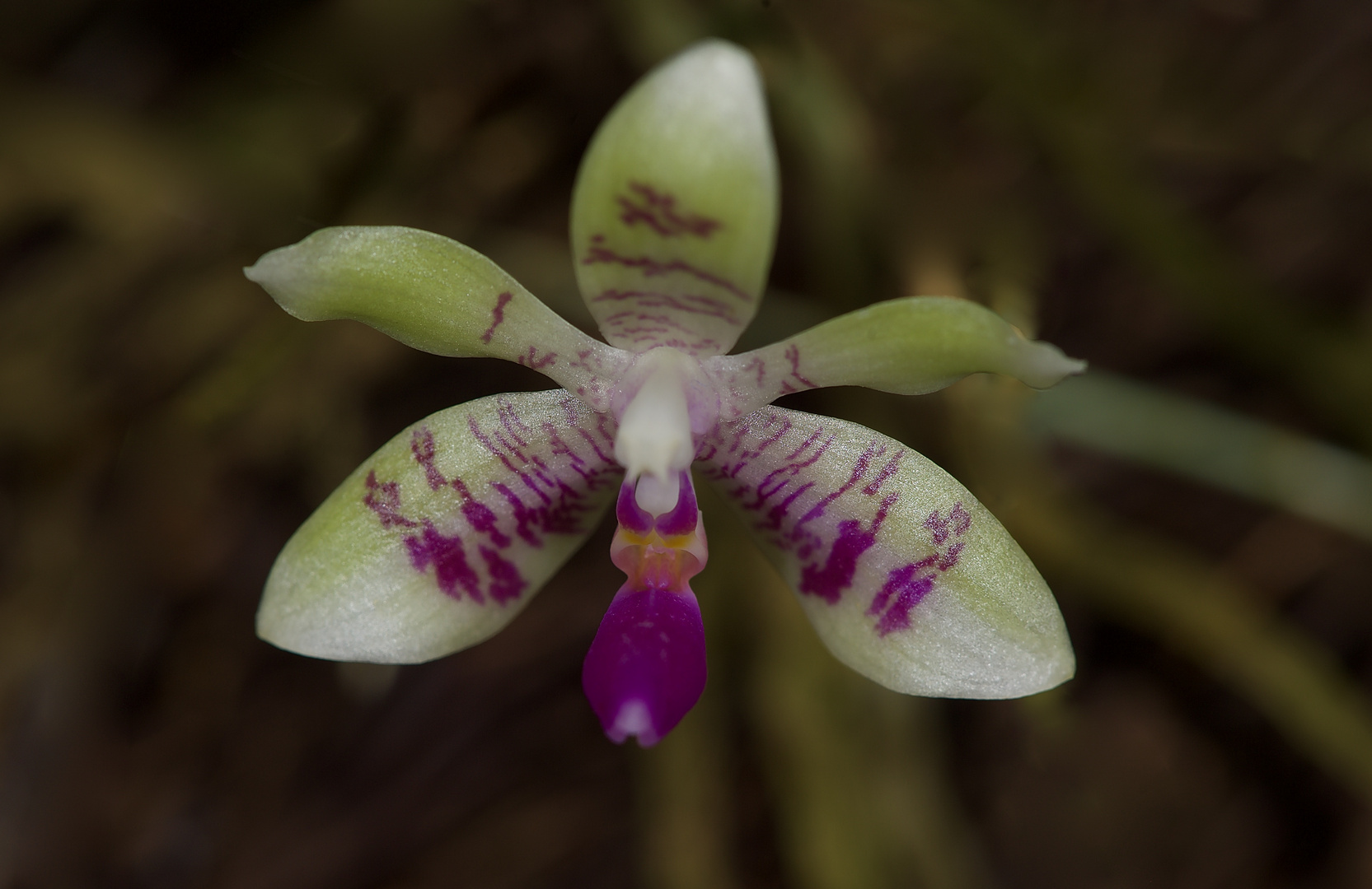 Freiiebender Orchidee aus Borneo, Sabah