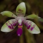 Freiiebender Orchidee aus Borneo, Sabah