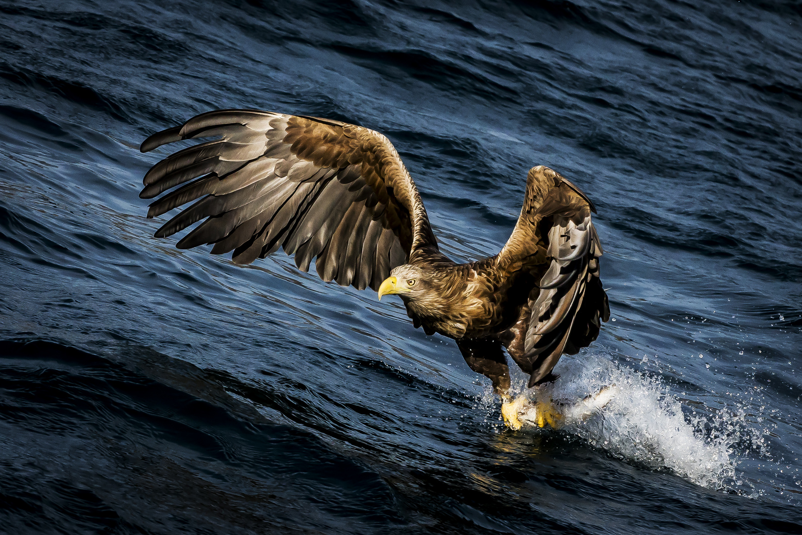 Freija, Sea-Eagle