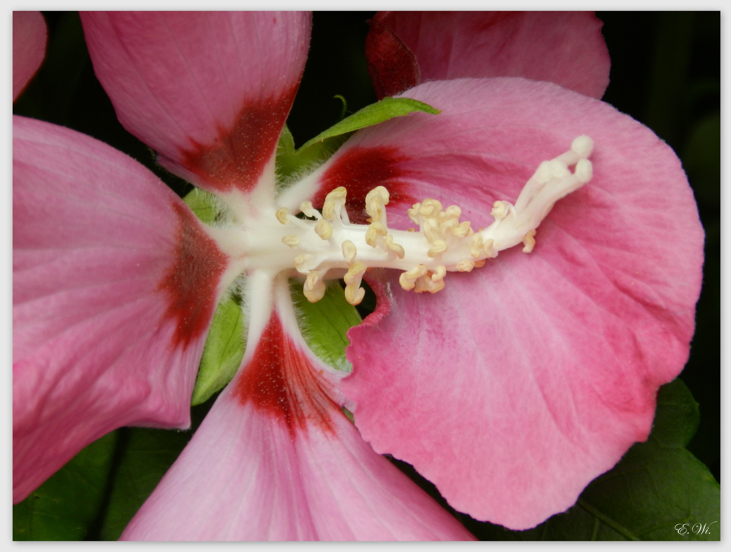 Freiland-Hibiscus (1)