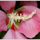 Freiland-Hibiscus (1)