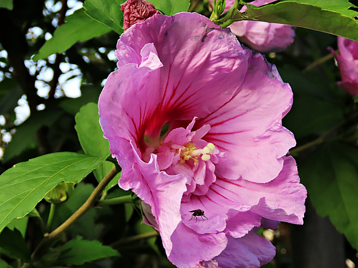 Freiland Hibiskus mit einem kleinen Besucher zum Thementag