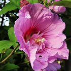 Freiland Hibiskus mit einem kleinen Besucher zum Thementag