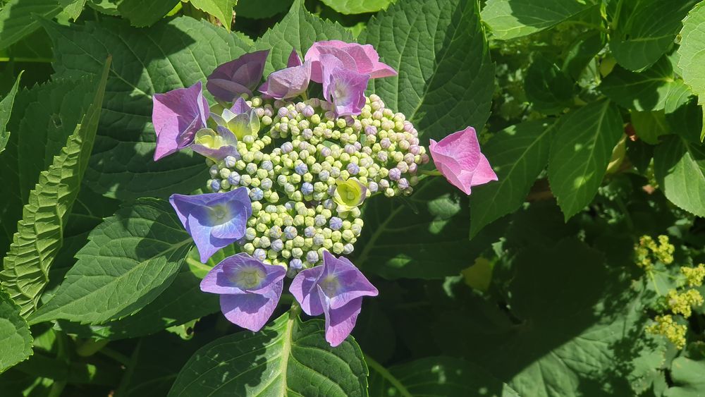 Freiland-Hortensie