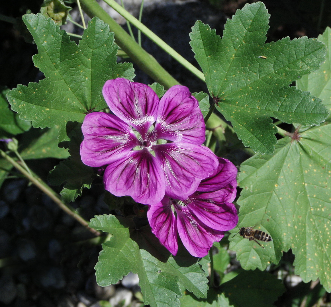 Freiland-Malve im Garten