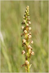 Freiland - Orchidee Ohnsporn, Puppenorchis (Orchis anthropophora L.)