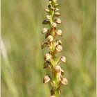 Freiland - Orchidee Ohnsporn, Puppenorchis (Orchis anthropophora L.)