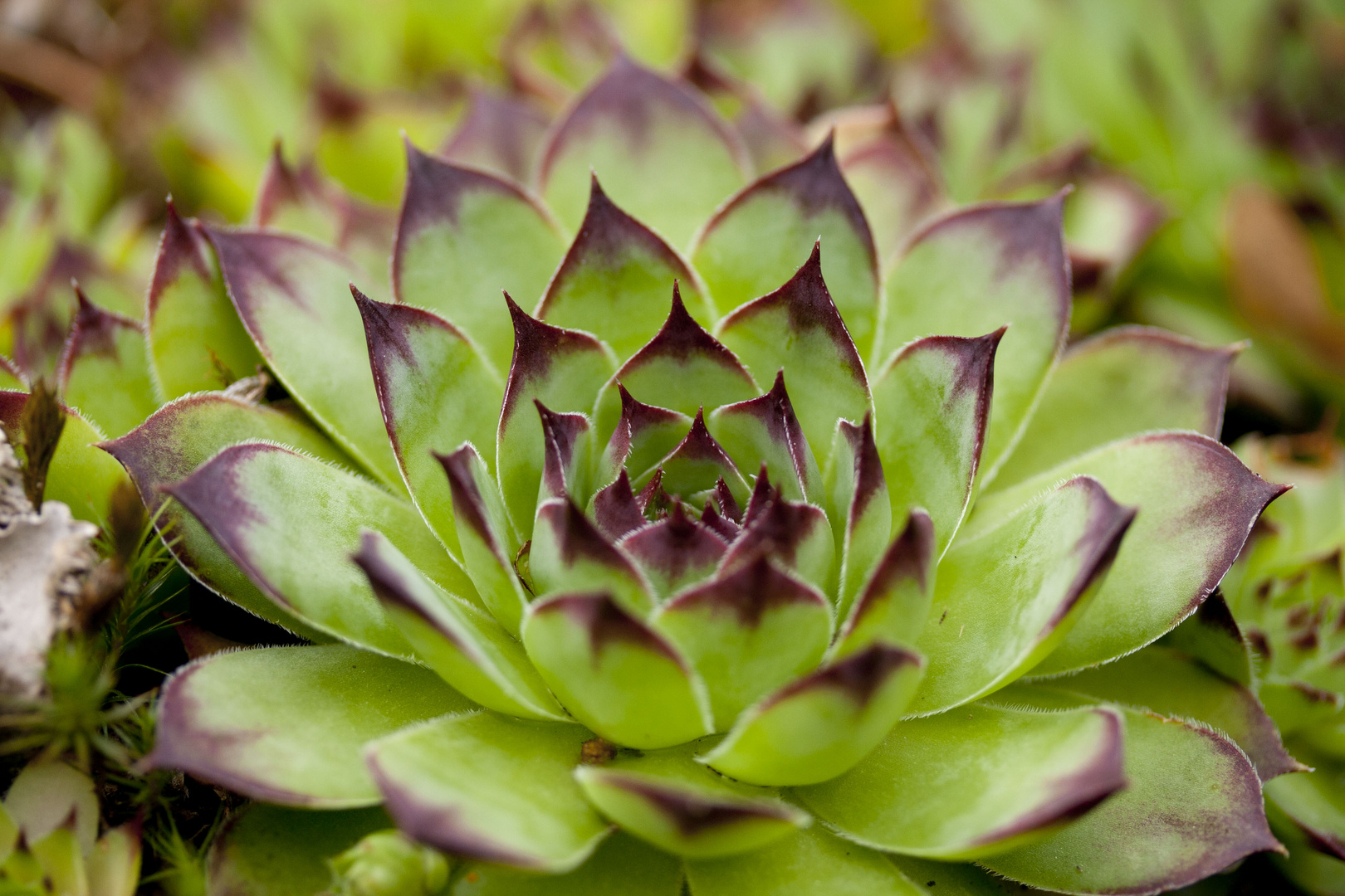 Freiland Sukkulenten-Sempervivum