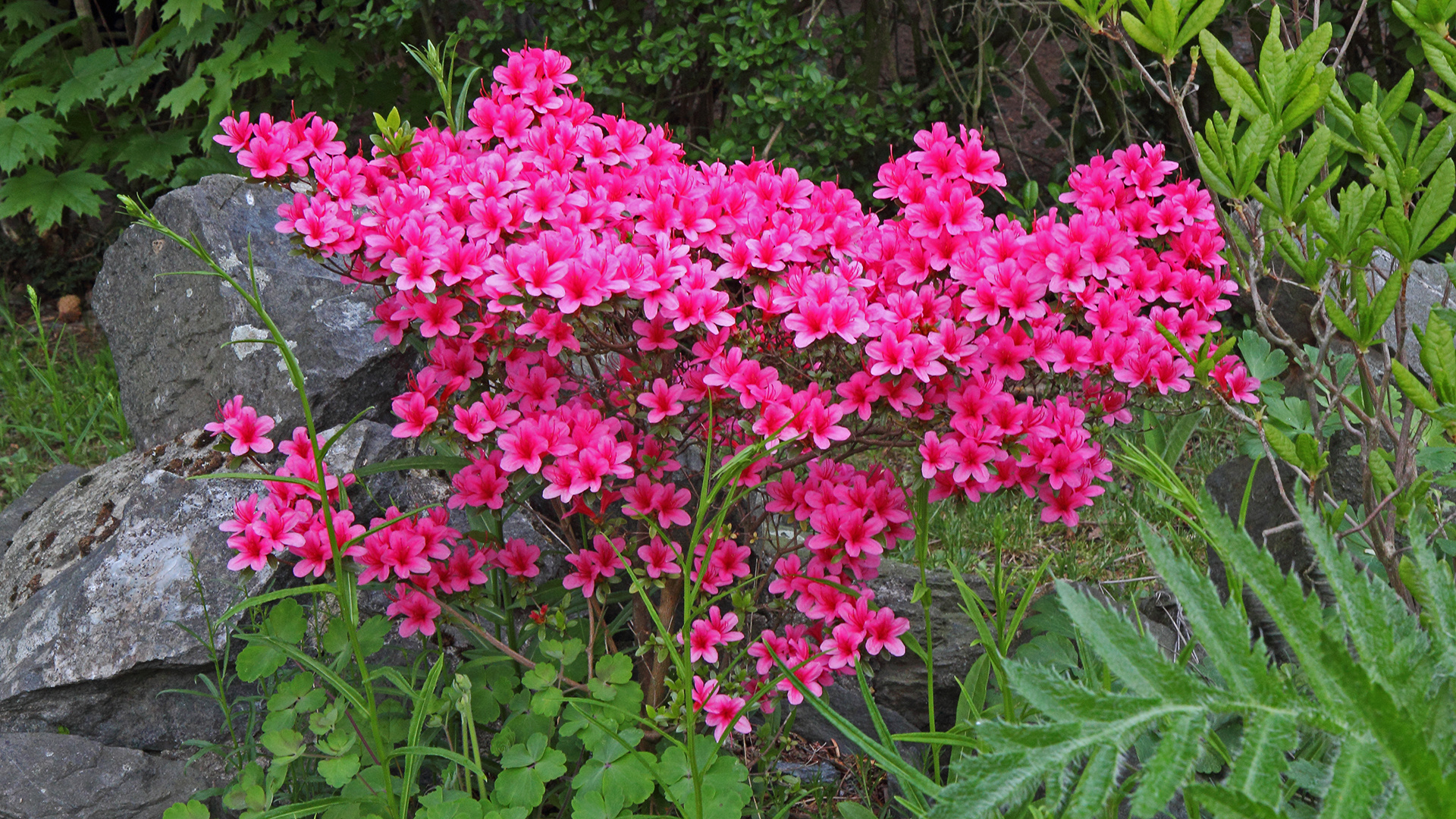 Freilandazalee, die wir seit über 30 Jahren im Garten stehen haben...