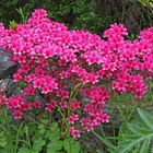 Freilandazalee, die wir seit über 30 Jahren im Garten stehen haben...