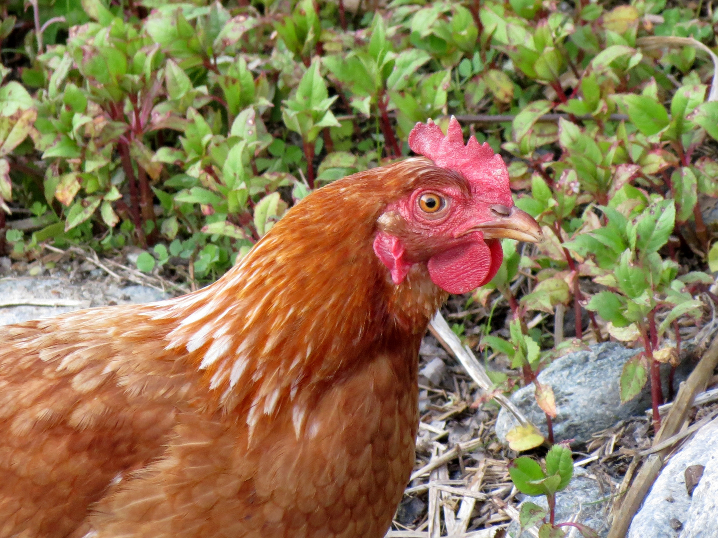 Freilandhuhn Profil