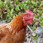 Freilandhuhn Profil