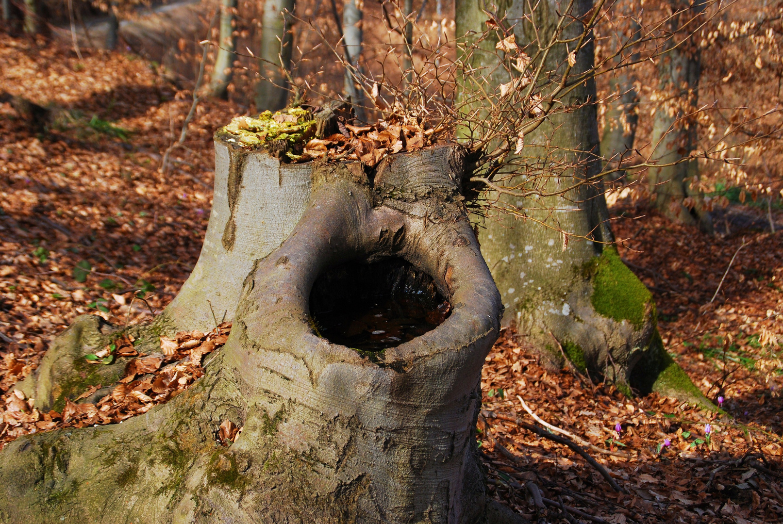 Freilandlokus im Buchenwald