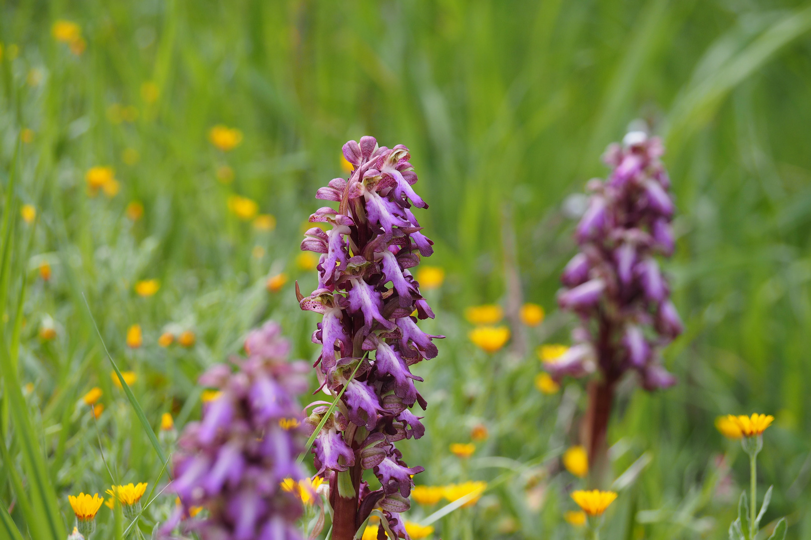 Freilandorchideen Mastorchis neben der Strasse 25.3.2024P3250085