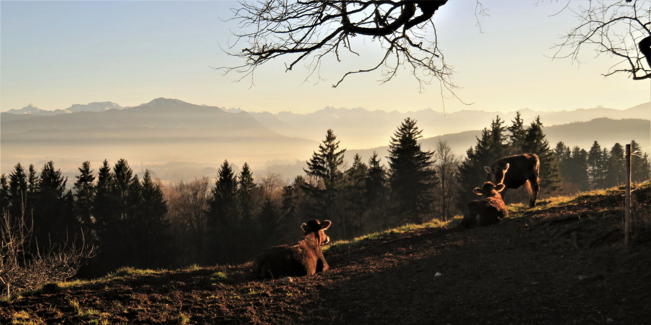 Freilandschumpen an Sylvester