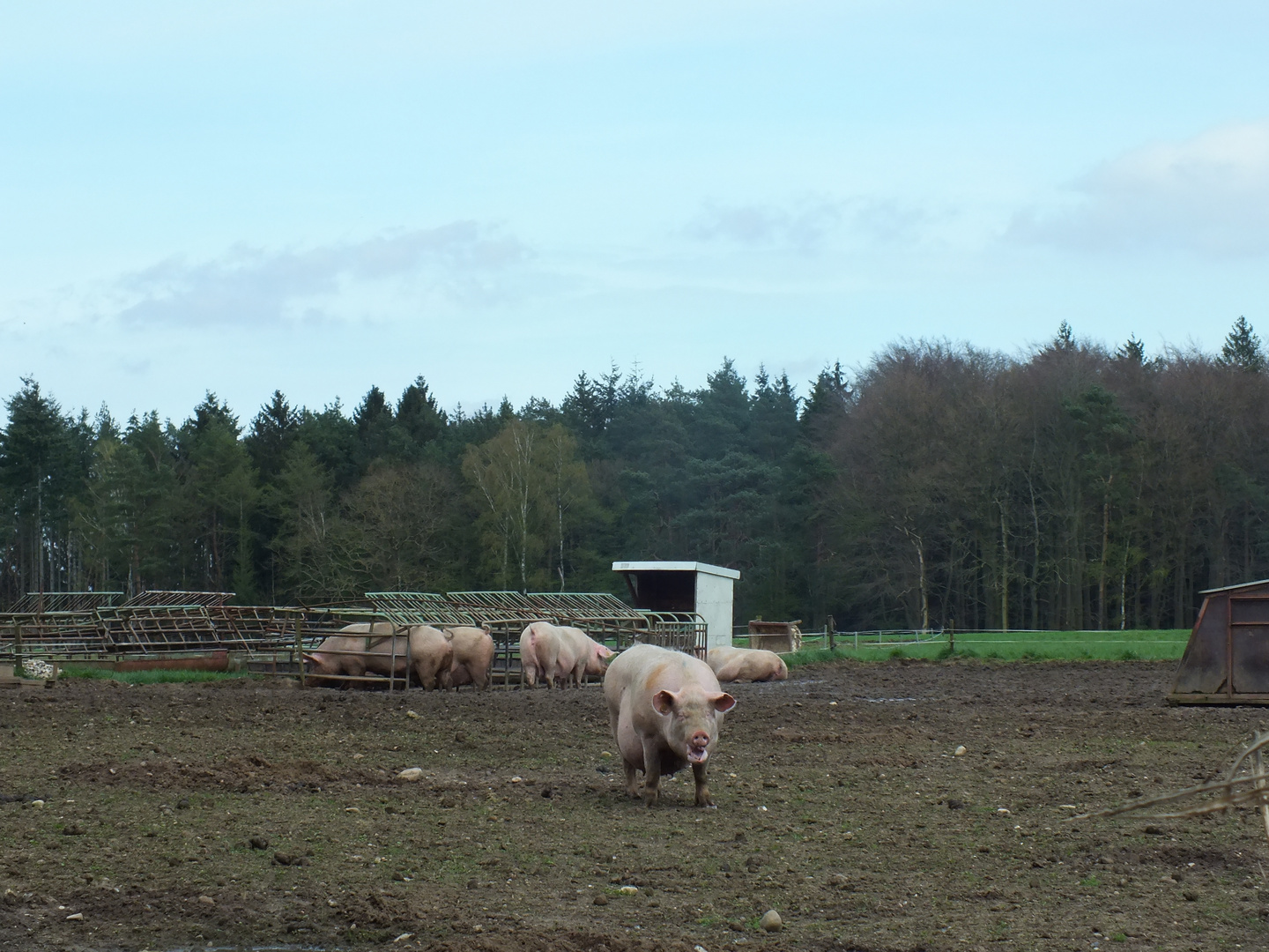 Freilandschweine