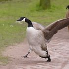 Freilaufende an der Joggingstrecke