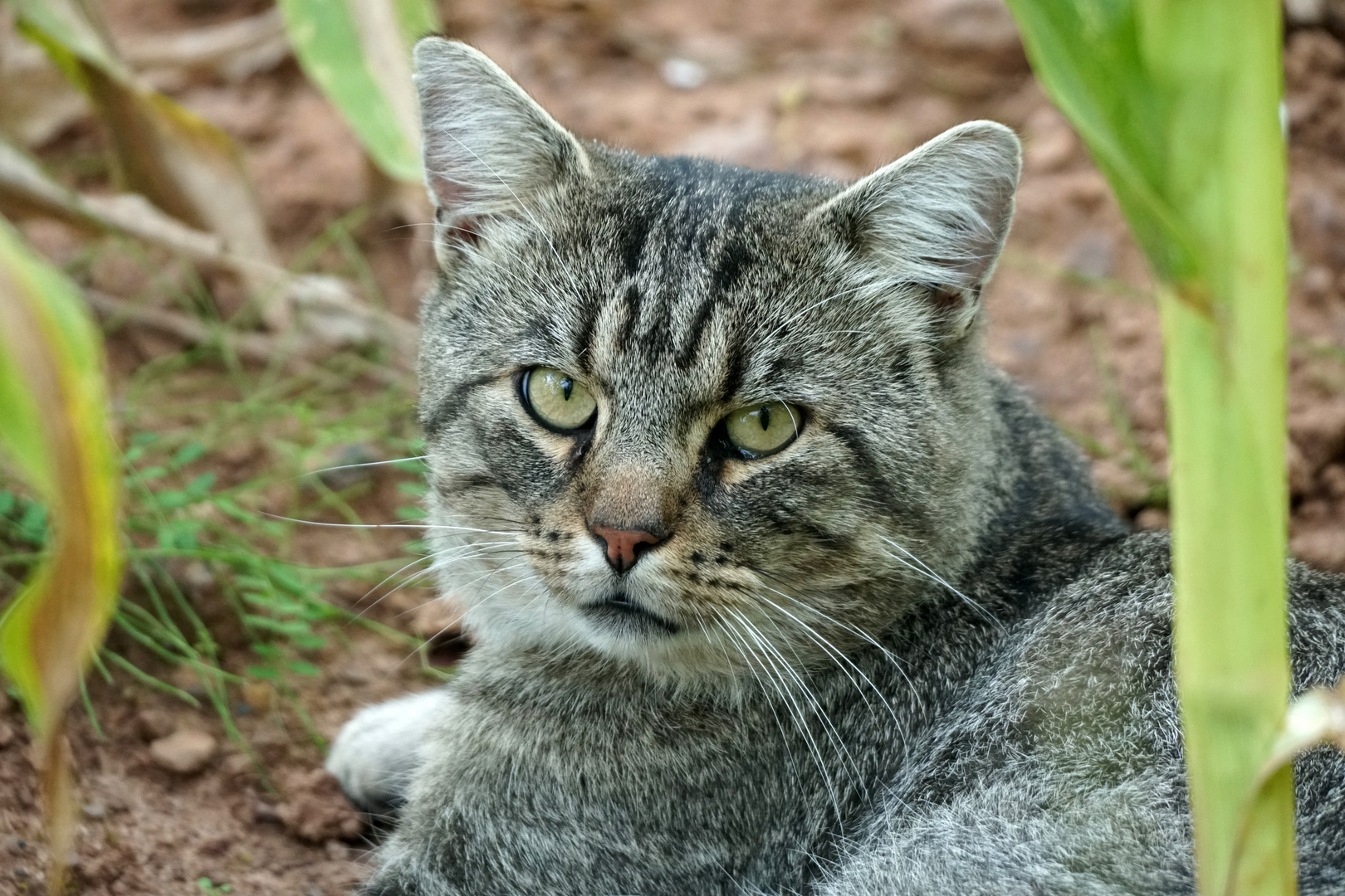 Freilaufende Hauskatze - ein potentieller Vogelmörder