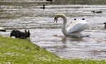 Freilaufende Hunde in der Karlsaue, gefährden brütende Vögel von Dirk Delhaes