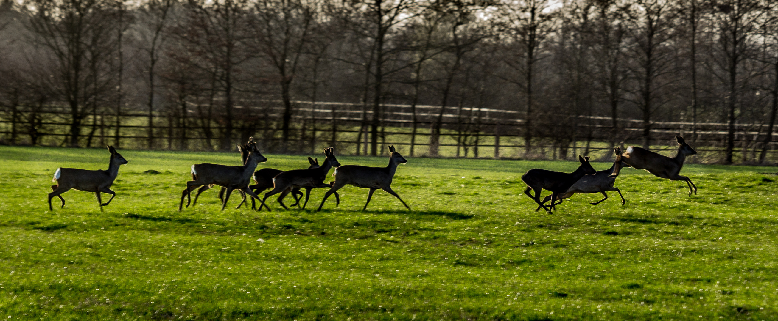 freilaufende Rehe 