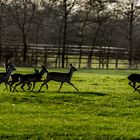 freilaufende Rehe 