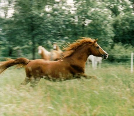 freilaufender Araberhengst