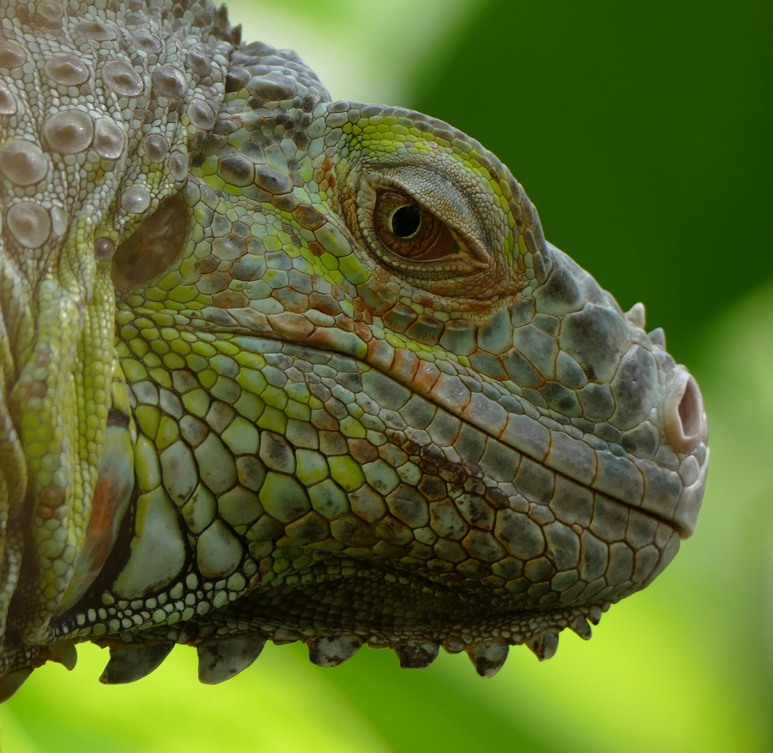 freilaufender grüner Leguan im botanischen Garten Bonn