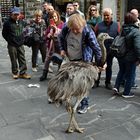 Freilaufender Vogel in der Fußgängerzone  