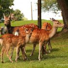 Freilaufendes Damwild im Wild- und Freizeitpark Allensbach