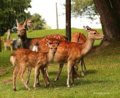 Freilaufendes Damwild im Wild- und Freizeitpark Allensbach