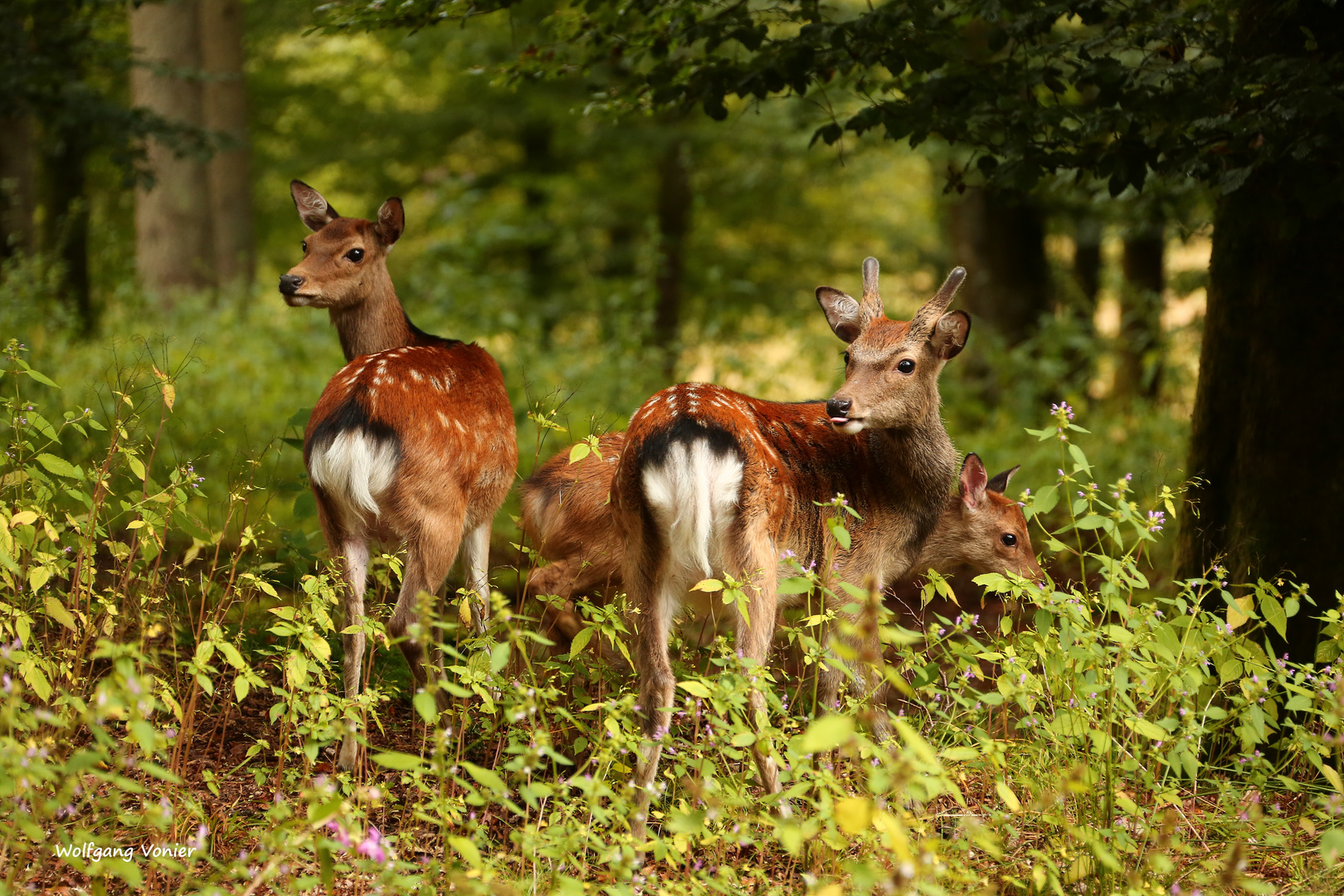 Freilaufendes Sikawild im Wild- und Freizeitpark Allensbach