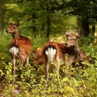 Freilaufendes Sikawild im Wild- und Freizeitpark Allensbach