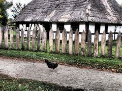 Freilaufhuhn im Freilandmuseum