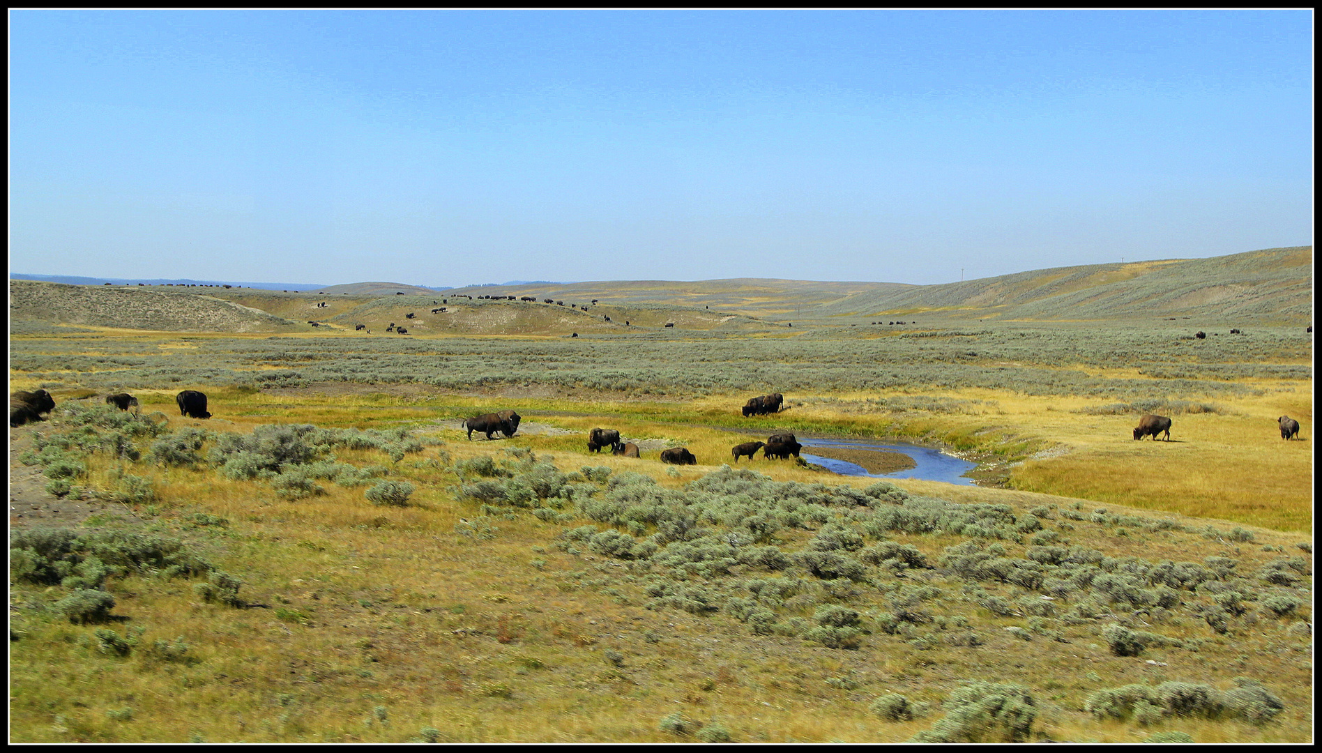 Freilebende Bisonherde im Yellowstone Nationalpark