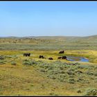 Freilebende Bisonherde im Yellowstone Nationalpark