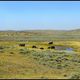 Freilebende Bisonherde im Yellowstone Nationalpark