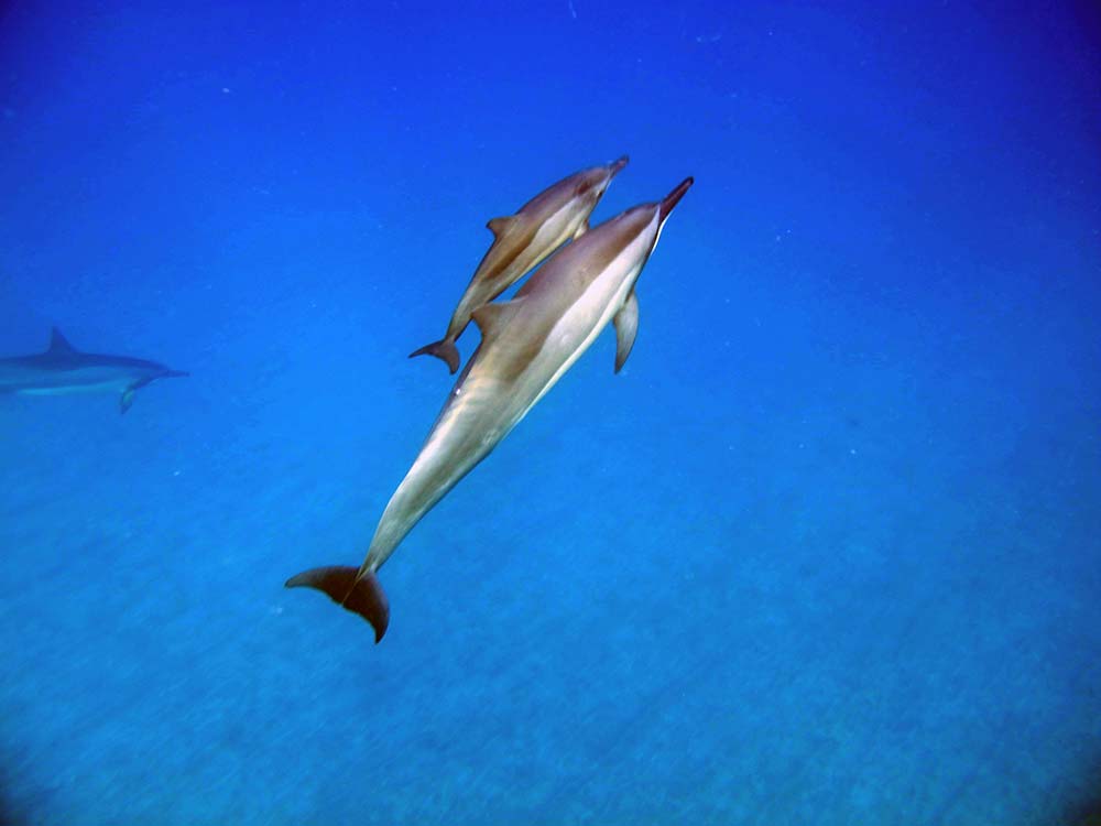 freilebende Delphinmama mit Babydelphin im Meer vor Hawaii