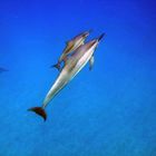 freilebende Delphinmama mit Babydelphin im Meer vor Hawaii