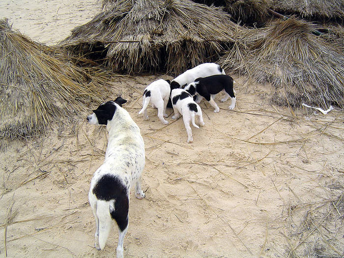 Freilebende Hundefamilie am Strand von Tunesien