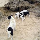 Freilebende Hundefamilie am Strand von Tunesien