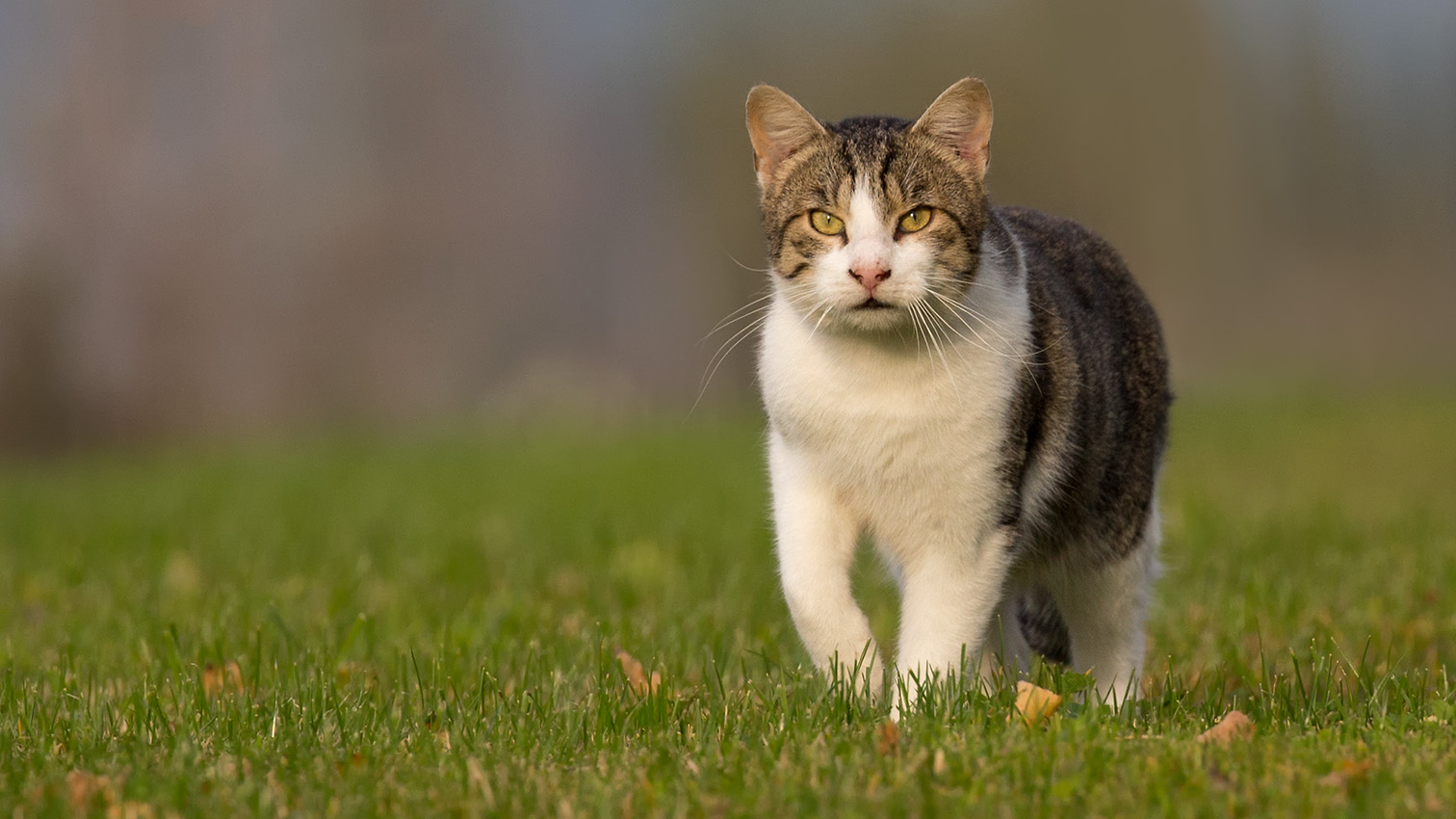 Freilebende Katze